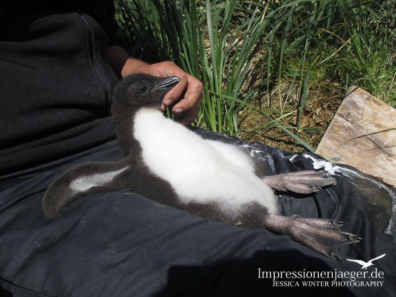 Außerdem wurden die Pinguinküken nach Ektoparasiten abgesucht, was sie sichtlich genossen. ;) 
